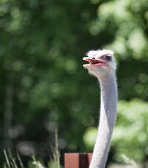 Image showing Ostrich