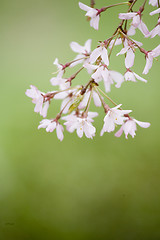 Image showing A beautiful flowering tree