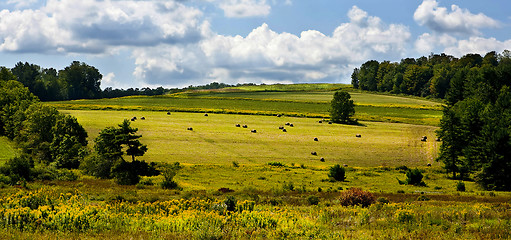 Image showing Rolled haystacks on a field after harvest