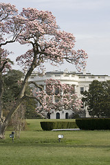 Image showing Magnolia blossom tree in front of White House
