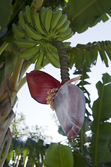 Image showing Banana tree flower