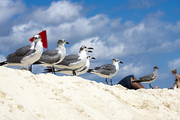 Image showing Saguls sitting on a shore