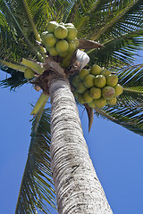 Image showing Coconurt brunches on palm-tree