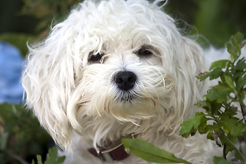 Image showing  Maltese dog