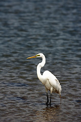 Image showing White Crane