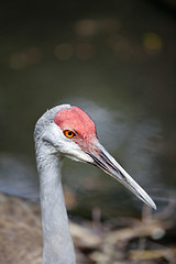 Image showing Redheaded crane 