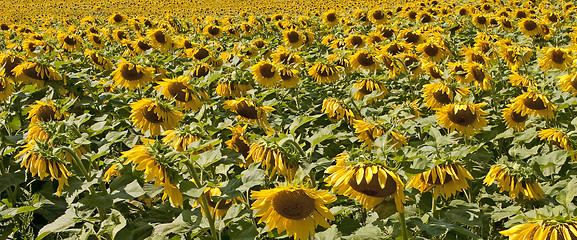 Image showing  Sunflowers field 