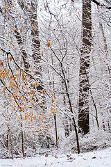 Image showing Winter forest