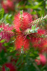 Image showing A beautiful flowering tree