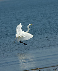 Image showing Grace white crane