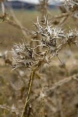 Image showing Thistle on sky background