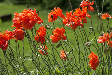 Image showing The Red Beauty on Green Field