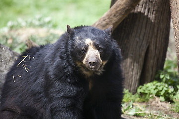 Image showing Bear