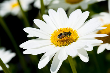 Image showing Chamomile