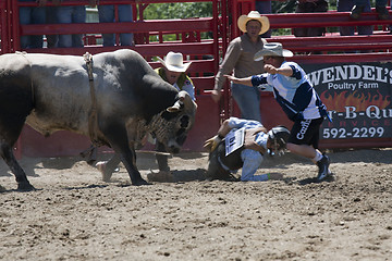 Image showing Rodeo