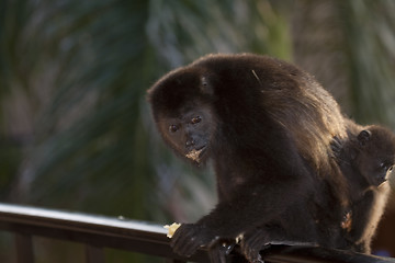 Image showing Monkey is seaking for food