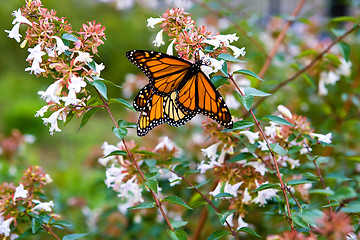 Image showing Monarch butterfly