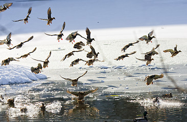 Image showing Wild ducks flying in the winter