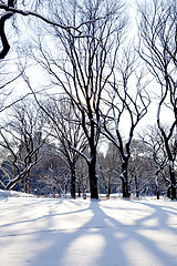 Image showing Central Park, New York. Beautiful park in beautiful city. 