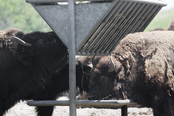 Image showing Bison are taking a meal 