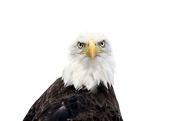 Image showing Bald eagle