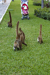 Image showing Cozumel raccoons seaking for food