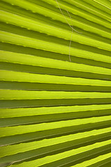 Image showing Texture of palm leaves in natural light