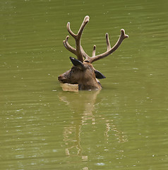 Image showing Swiming stag