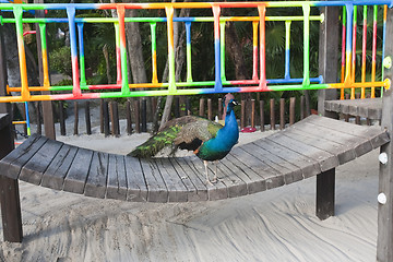 Image showing Male peacock sitting on bench 