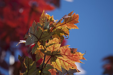 Image showing Colorful autumn branch of leaves on blue sky 