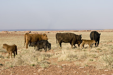 Image showing Calfs and Cows
Calfs and Cows
