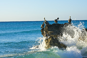 Image showing Caribbean sea. Pelicans sitting on a rock 