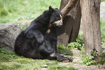 Image showing Bear