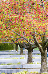 Image showing Rows of beautifully blossoming cherry trees on a green lawn 