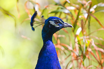 Image showing A beautiful male peacock.