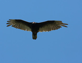 Image showing Flying Eagle