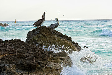 Image showing Caribbean sea. Pelicans sitting on a rock 