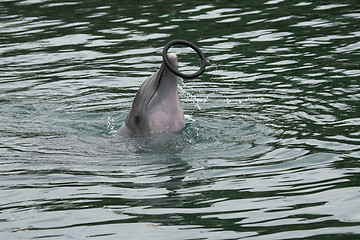 Image showing Dolfin catching ring in pool