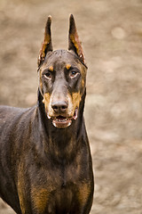 Image showing Doberman Pincher 