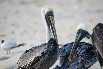 Image showing Pelicans are walking on a shore