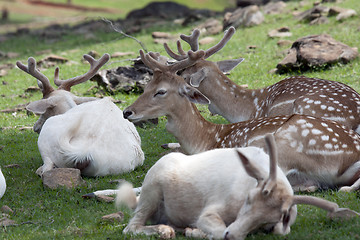 Image showing Resting Sika deer family