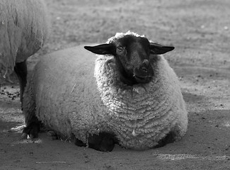 Image showing Sheep