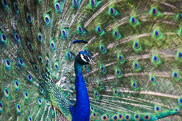 Image showing Beautiful peacock