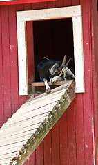 Image showing The Goat it The barn