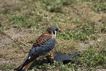 Image showing Falcon