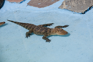 Image showing North American Aligator