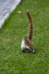 Image showing Cozumel raccoon seaking for food