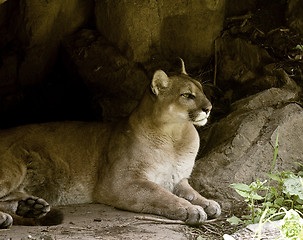 Image showing Reasting puma