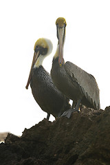 Image showing Caribbean sea. Pelicans sitting on a rock 