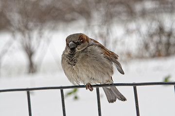 Image showing Sparrow on a fence.